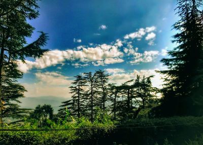 Trees growing in forest against sky