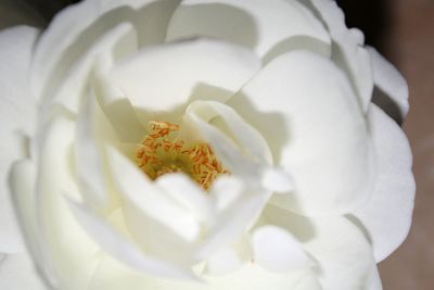 Close-up of white rose flower