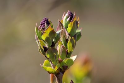 Close-up of plant