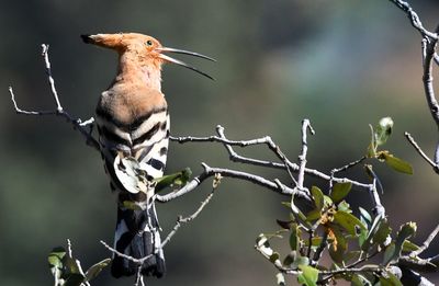 Close-up of bird perching on tree