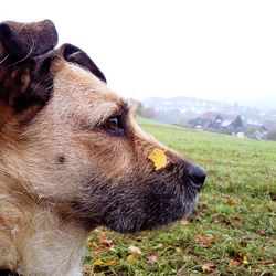 Close-up of dog against sky