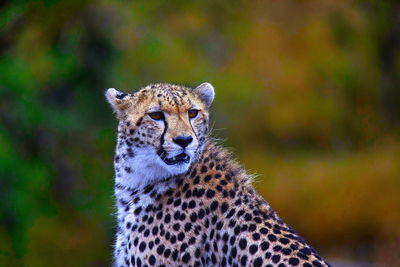 Close-up of a cat looking away