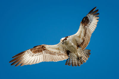 Low angle view of osprey flying against clear sky