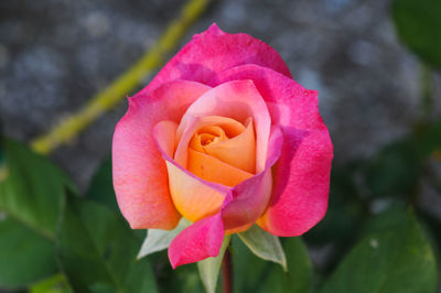 Close-up of pink rose