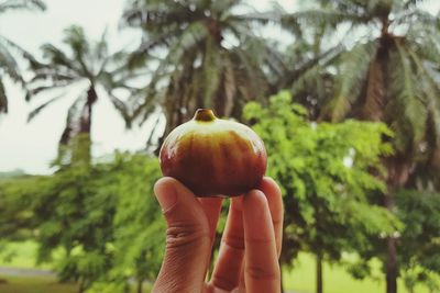 Midsection of person holding apple on tree