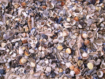 Full frame shot of shells