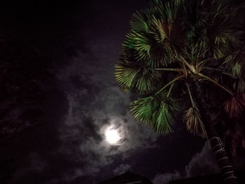 Low angle view of palm tree against sky at night