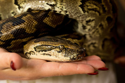 A small python sits on the hand