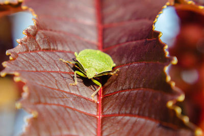 Close-up of autumn leaves