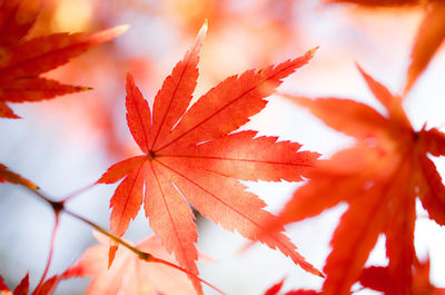 Close-up of maple leaves on tree during autumn