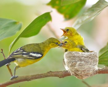 Bird perching on branch