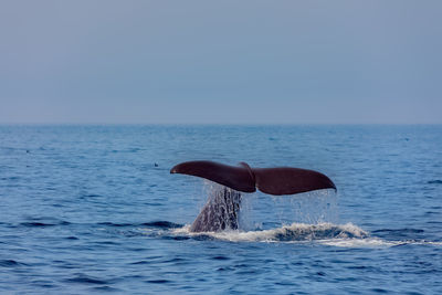 View of horse in sea