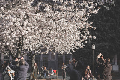 Group of people on cherry blossom