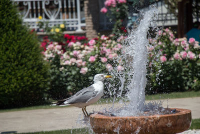 Bird perching on fountain against blurred background