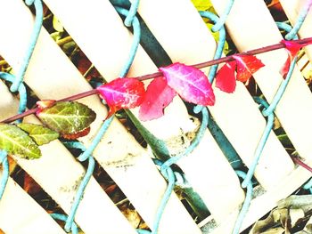 Low angle view of colorful umbrellas hanging on clothesline