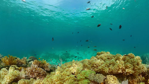 Flock of birds swimming in sea