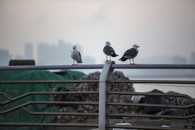 Seagulls perching on railing