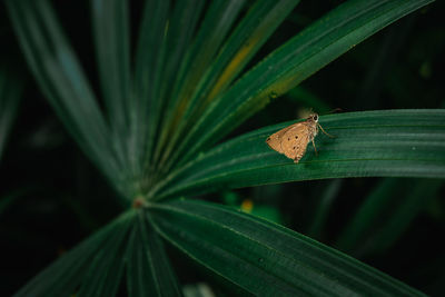 Close-up of butterfly on leaf