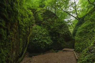 Trees growing in forest