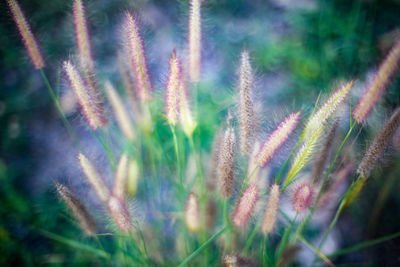 Close-up of stalks against blurred background