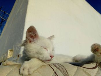 Close-up of a sleeping cat