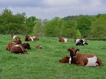 Cows in a field