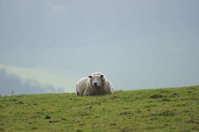 Portrait of a sheep on a field