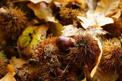 Close-up of fruits