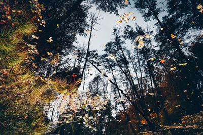 Low angle view of trees in forest during autumn