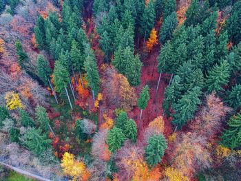 High angle view of plants growing in forest during autumn