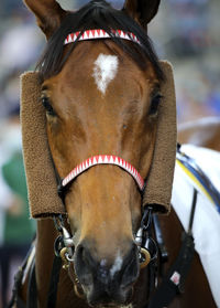 Close-up of horse