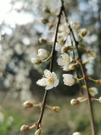 Close-up of white cherry blossoms in spring