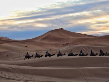 People riding camels at desert against sky during sunset