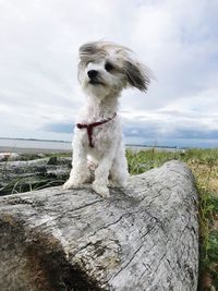 Dog standing on wood against sky