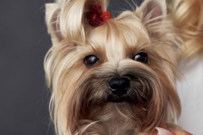 Close-up portrait of dog