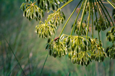 Close-up of fruit on tree