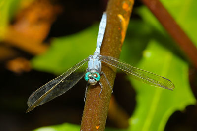 Close-up of insect on leaf