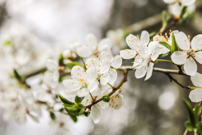 Close-up of white cherry blossom