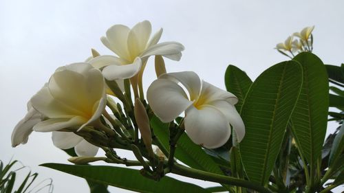 Close-up of white flowering plants against sky