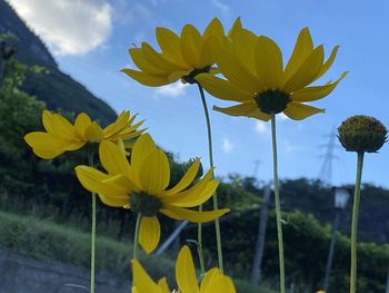 Close-up of yellow flowering plant on field against sky