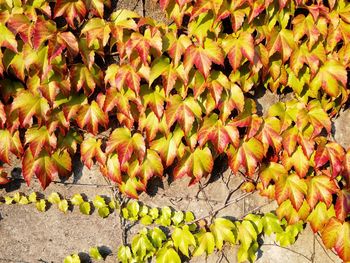 High angle view of fruits growing on plant during autumn