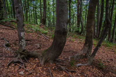 View of tree trunk in forest