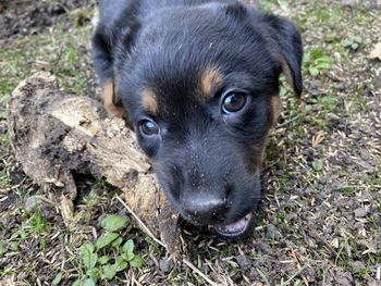 Close-up portrait of a dog