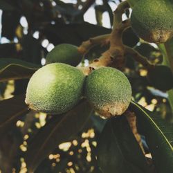 Close-up of fruit growing on tree