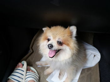 Close-up of dog sitting in a car