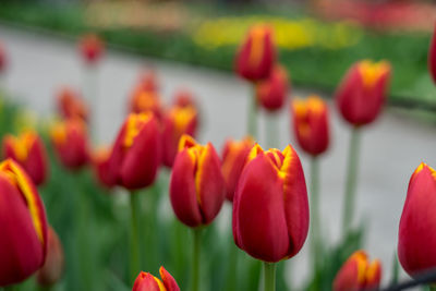 Close-up of orange tulips