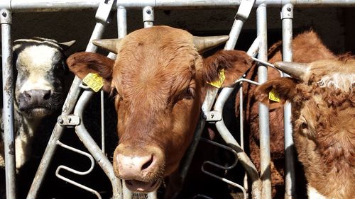 Close-up of cow