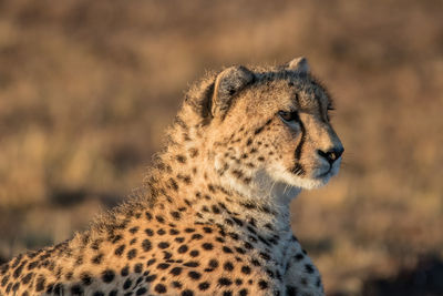 Close-up of a cat looking away