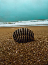 Close-up of shell on beach