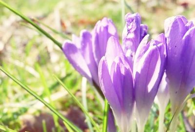 Close-up of purple flowers blooming in field